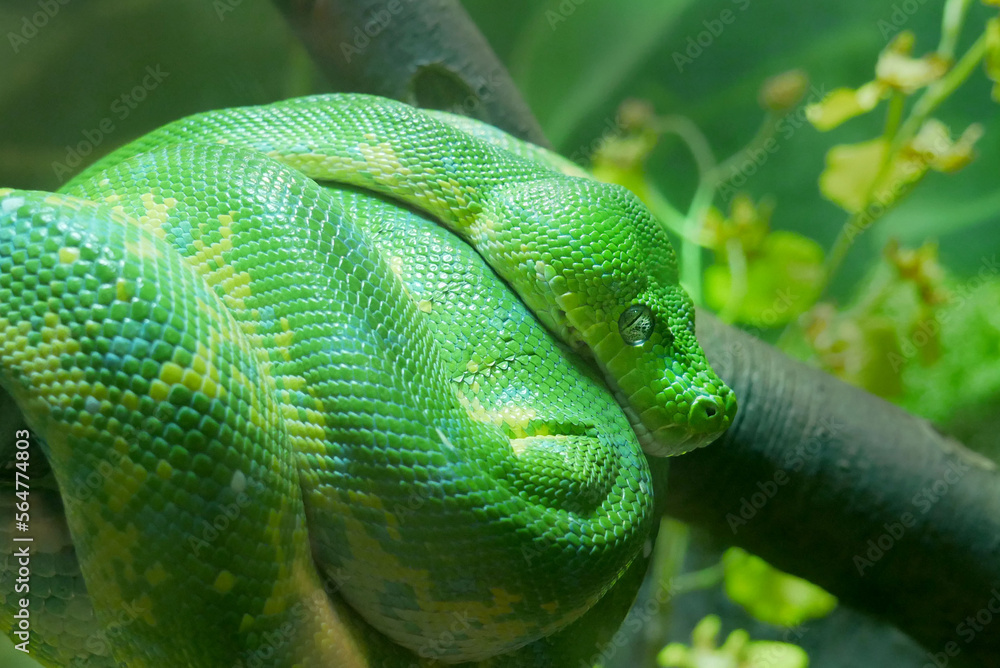 Tropical Green Snake on Branch Tropical Green Snake on Branch