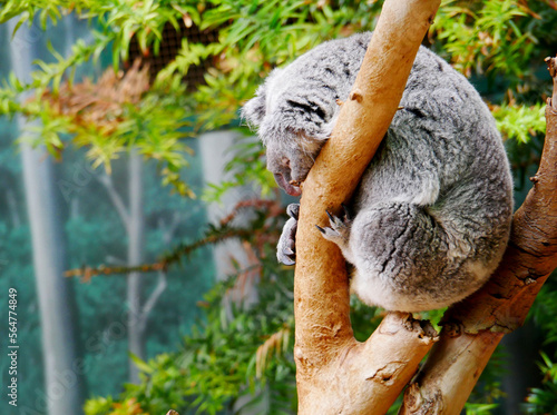 Photography Koala Sleeping on Branch