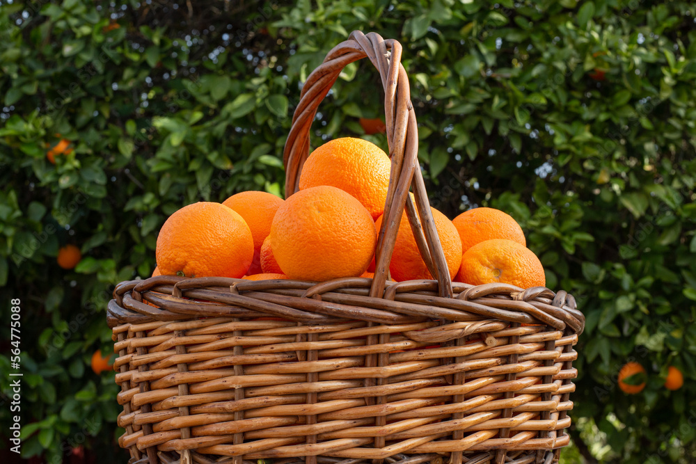 orange oranges in basket tree citrus fruit trees orchard fruits picking