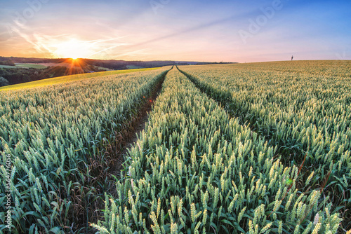 Wheat in HD photo