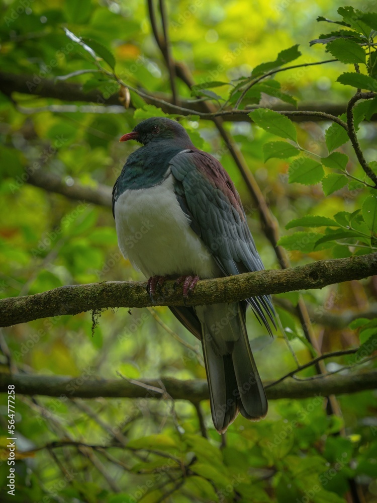 Obraz premium Close up of endemic Kereru New Zealand wood pigeon bird sitting on tree branch in Abel Tasman National Park South Island