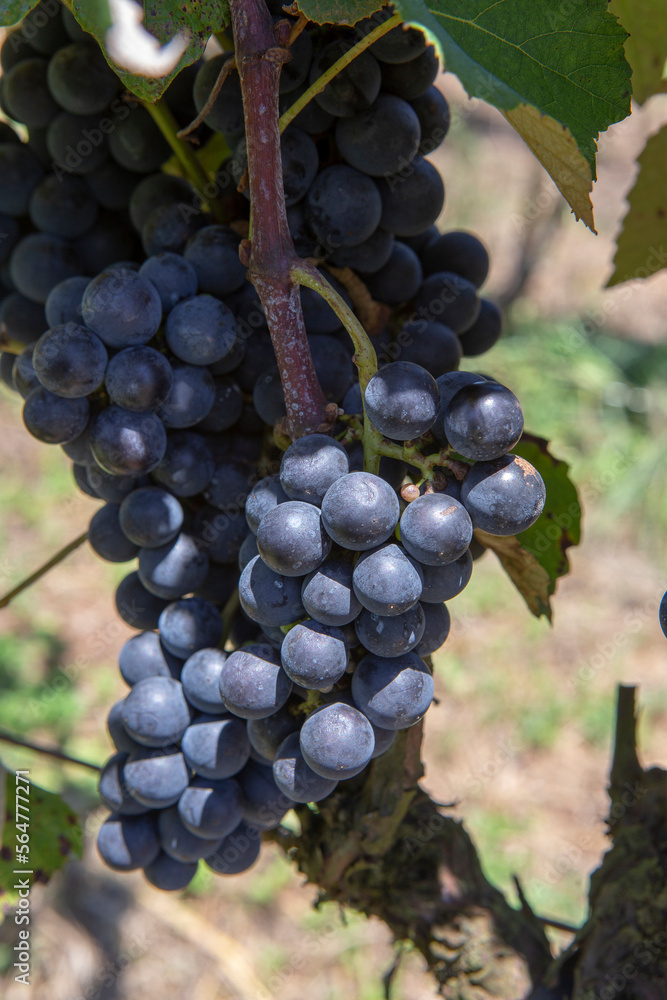 Closeup of wine grapes bunch, at harvest point