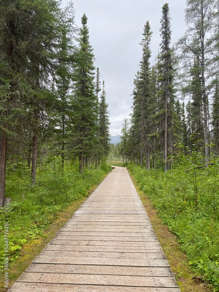 Obraz premium Path into the woods