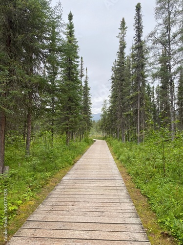 Path into the woods