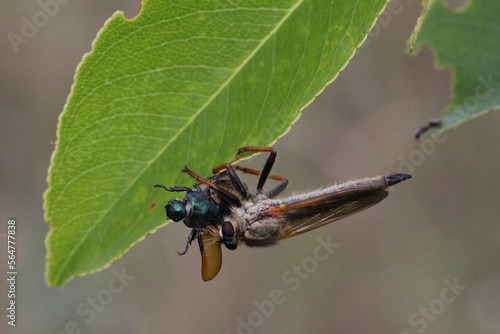 Robber fly (Asilidae) feeds off a captured beetle by sucking out the body fluids of the prey. photo