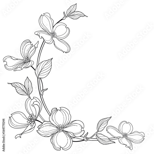 Corner bunch of outline American dogwood or Cornus Florida flowers and leaves in black isolated on white background.