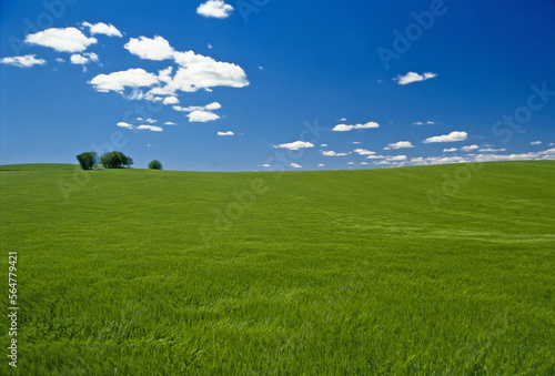 Route of don Quijote. Castilla-La Mancha, Spain. 
Cereal crop field and oaks in ValdepeÃ±as