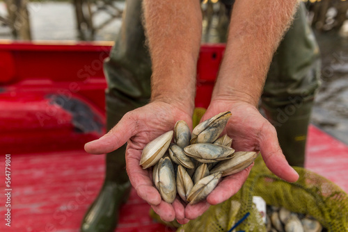 Commercial clammer Joe Delano holds freshly harvested clams at Pine Point in Scarborough, Maine.