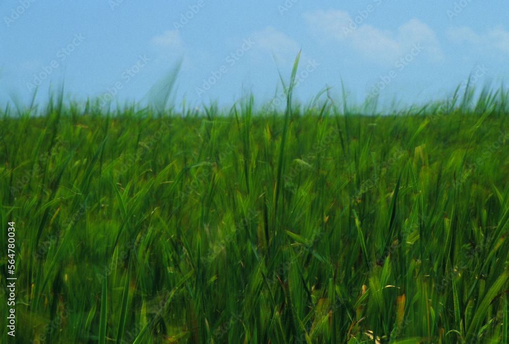 Blur of grasses against blue sky in Everglades National Park, Florida. Blur of grasses against blue sky in Everglades National Park, Florida.