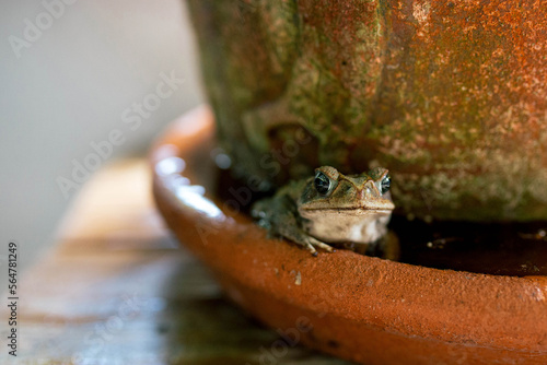 Close-up of frog by pot photo