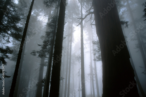 Giant Sequoias (Sequoiadendron giganteum) in Fog, Sequoia National Park, CA. photo
