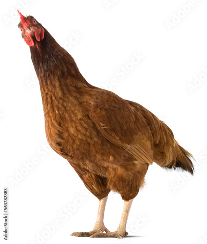 Studio portrait of a Rhode Island Red chicken on a white background. photo