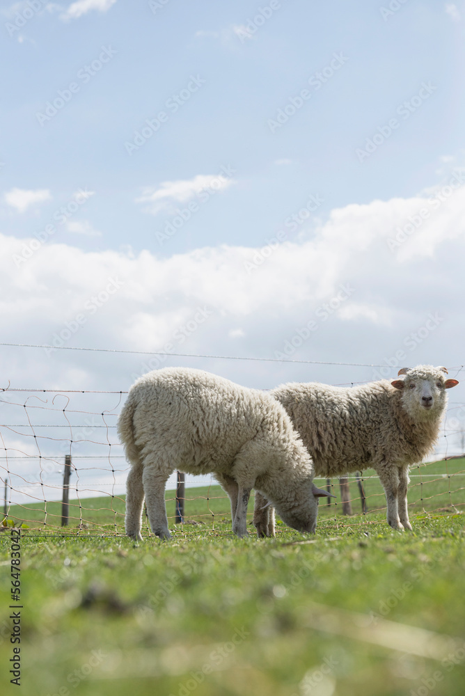 Sheep grazing in the field, Bavaria, Germany Sheep grazing in the field, Bavaria, Germany