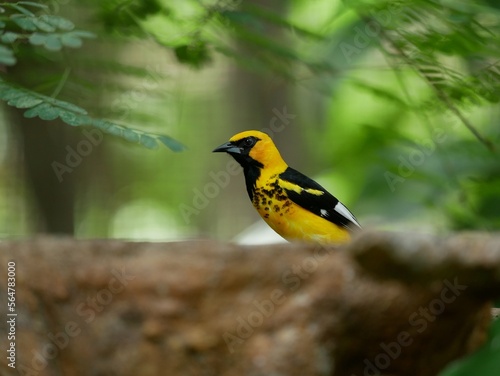 Closeup of Yellow Tropical Bird