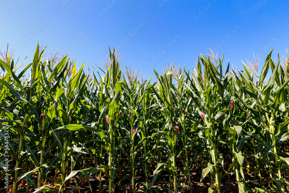 Fototapeta premium Corn plantation with growing ears with blue sky . Countryside of Sao Paulo state, Brazil