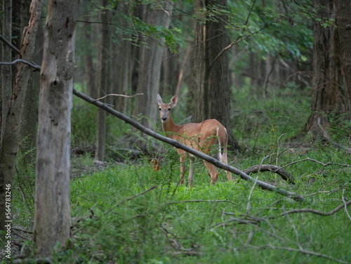 Closeup of Deer in Ohio Forest