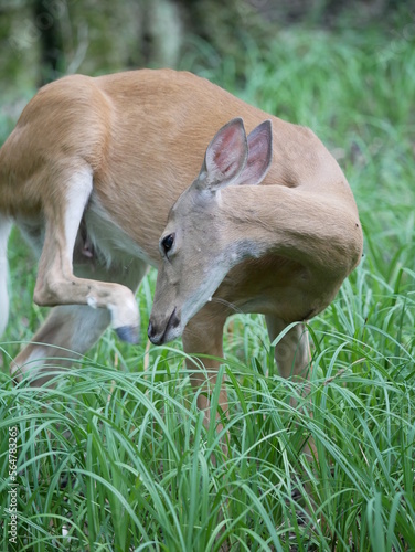 Closeup of Deer in Ohio