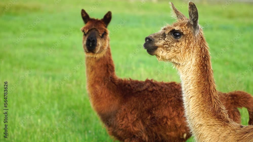 Couple of Llamas on green meadow of New Zealand, close up view Couple of Llamas on green meadow of New Zealand, close up view