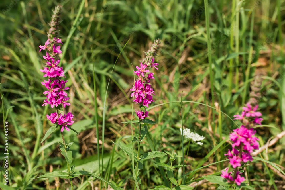 Lythrum salicaria, purple loosestrife, spiked loosestrife, purple Lythrum herb , who make a ritual out of it for girls who want to bewitch guy