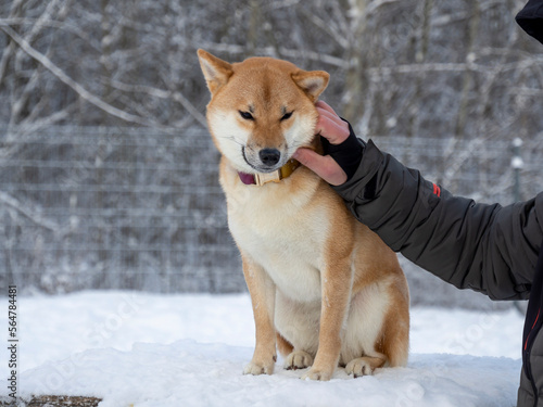 Japanese red coat dog is in winter forest. Portrait of beautiful Shiba inu male standing in the forest on the snow and trees background. High quality photo. Walk in winter