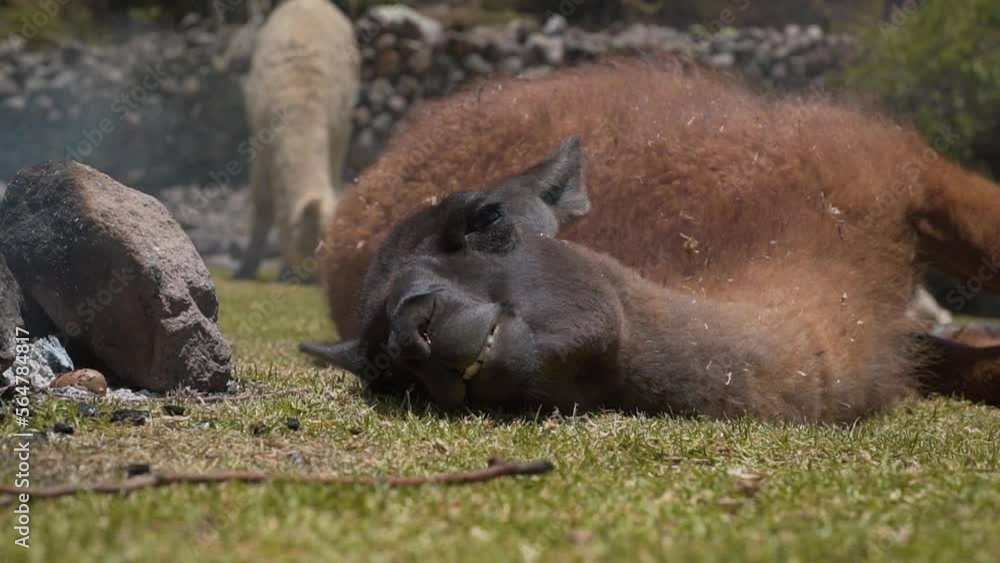 Close Up Shot Of Llama Laying Down Near Campfire On Ground, Obrajillo, Peru Close Up Shot Of Llama Laying Down Near Campfire On Ground, Obrajillo, Peru