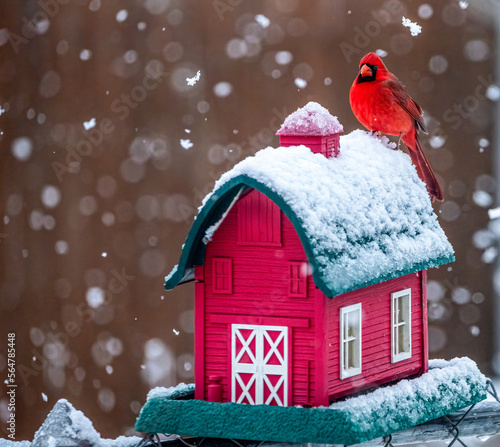 Cardinal in the snow