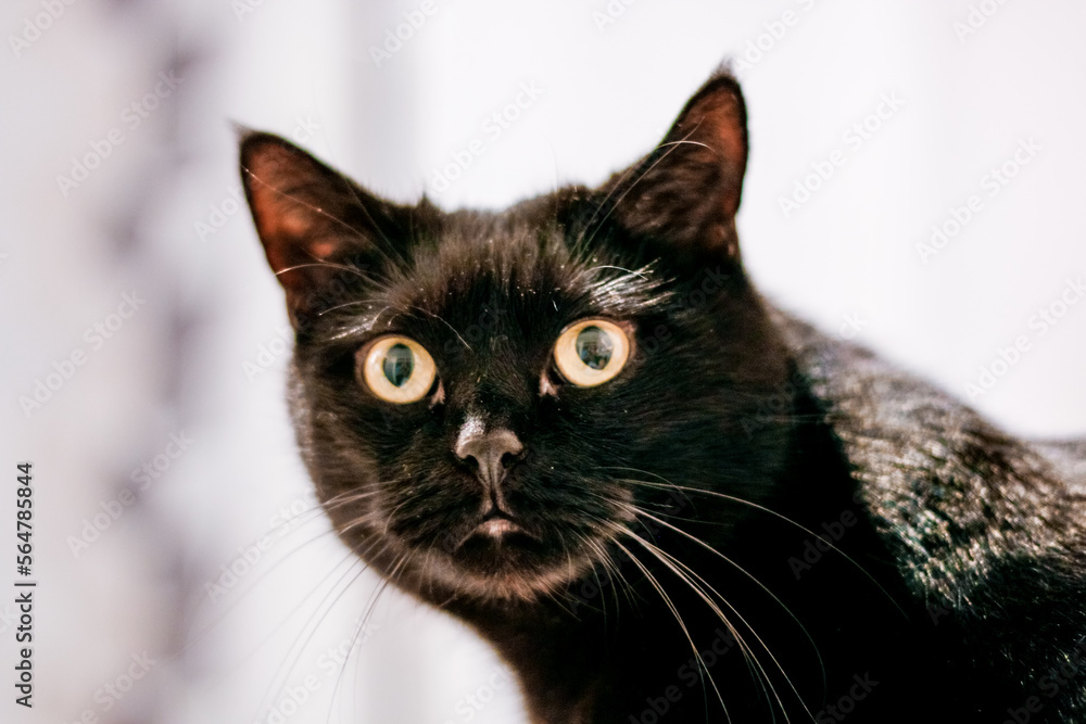 Black Bombay Cat Staring At Camera 