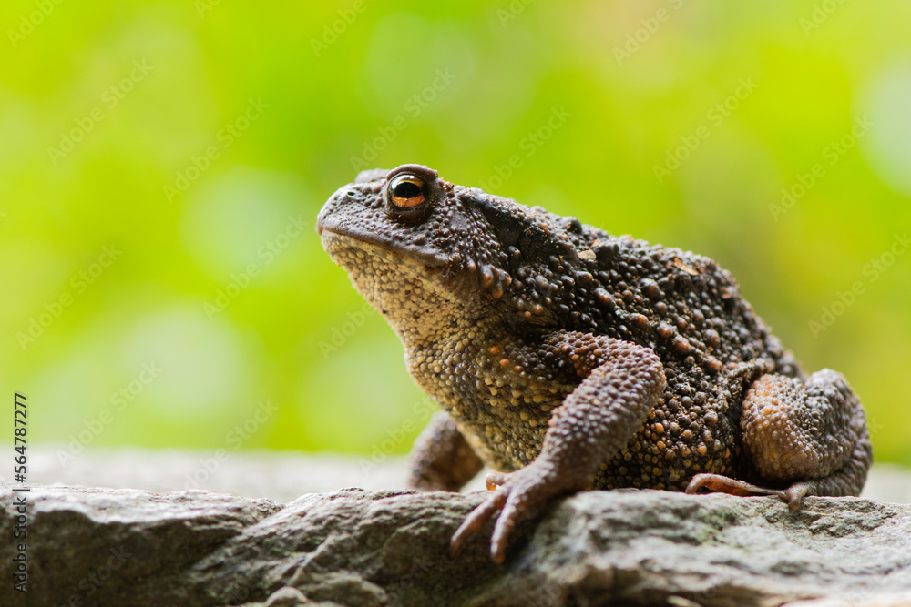 Toad on a stone Toad on a stone