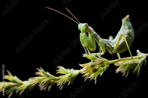 Green Praying Mantis Black Background