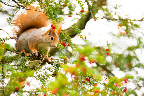 Red Squirrel on a Tree