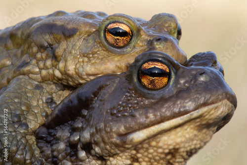 Toad amplexus mating couple portrait