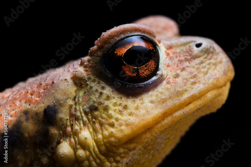 Toad portrait with black background