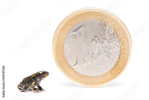 A tiny frog next to a coin