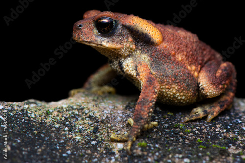 Toad on a stone