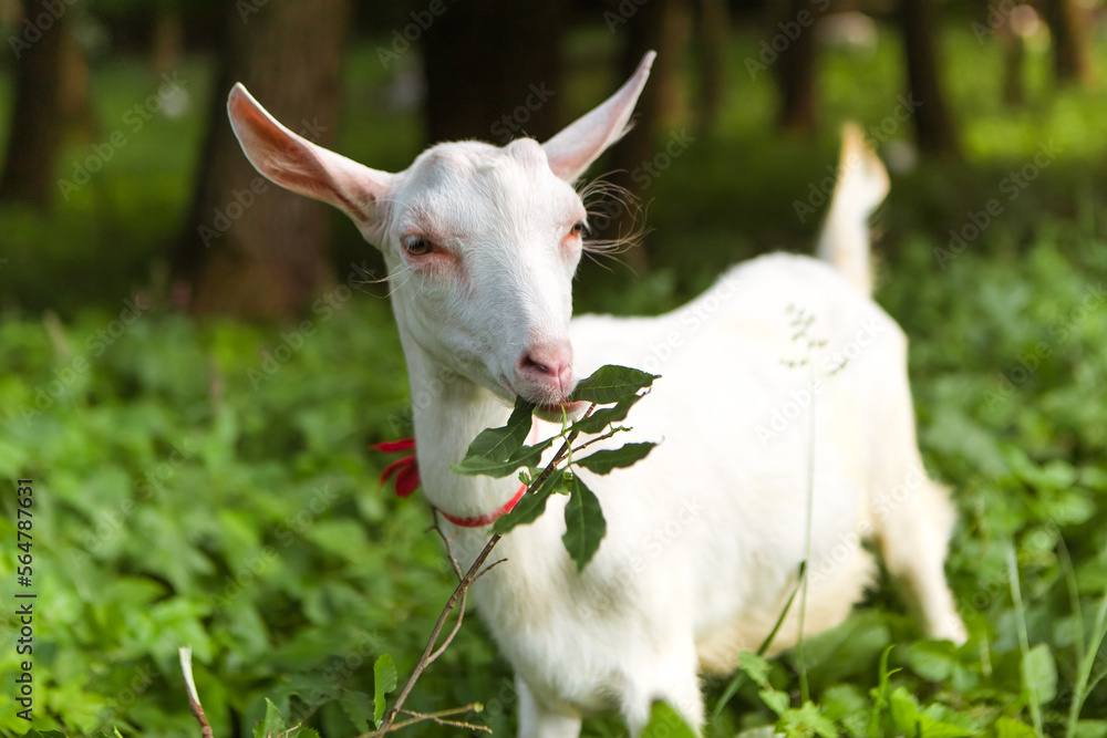 Goat eating leaves grass in the forest village meadow field grassland. Mammal animal chewing plants on the lawn. Farm animal
Goat eating leaves grass in the forest village meadow field grassland. Mammal animal chewing plants on the lawn. Farm animal