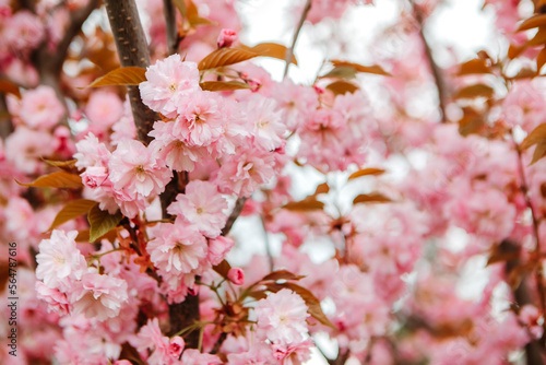 Sakura cherry blossoms blooming flowers in the garden park in early spring. Hanami celebration  Japanese festival. Background image  