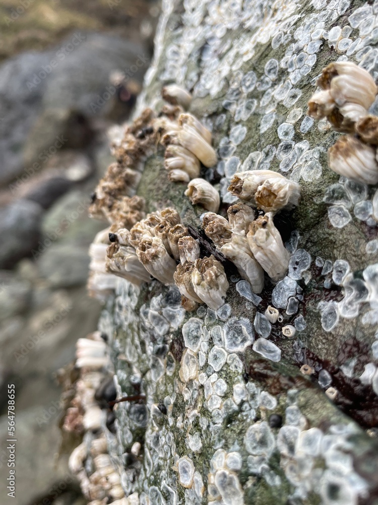 Pacific Arcon Barnacle Pacific Arcon Barnacle