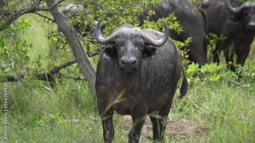 Black African Cape Buffalo in Green Landscape of National Park, Close Up Black African Cape Buffalo in Green Landscape of National Park, Close Up