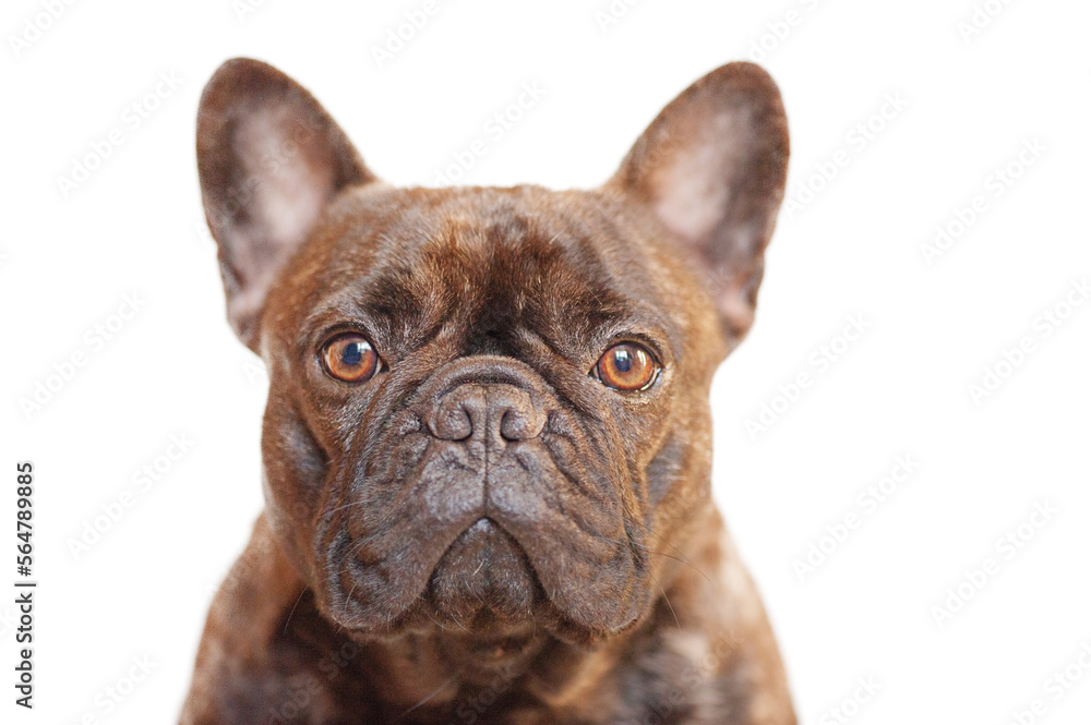 French bulldog of tiger color. Purebred young dog isolate on white.