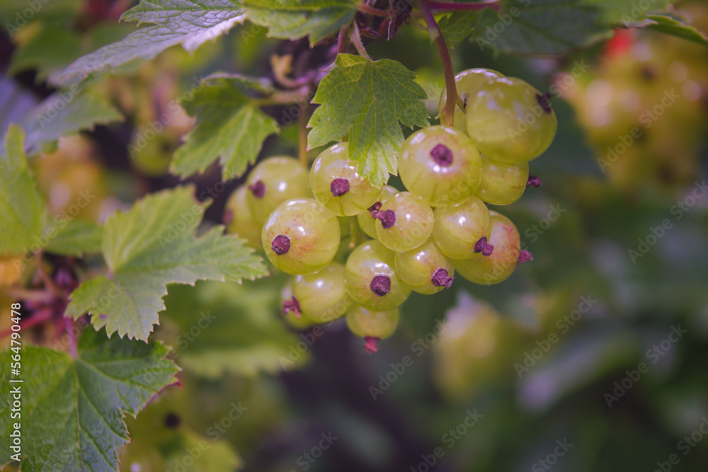 Ripe green gooseberries Ribes uva-crispa in homemade garden. Fresh bunch of natural fruit growing on branch on farm. Close-up. Organic farming, healthy food, BIO viands, back to nature concept. Ripe green gooseberries Ribes uva-crispa in homemade garden. Fresh bunch of natural fruit growing on branch on farm. Close-up. Organic farming, healthy food, BIO viands, back to nature concept.
