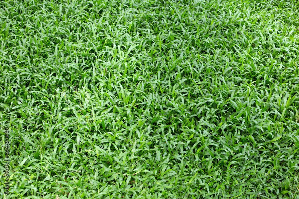 Fresh lawn grass. Beautiful green garden Fresh lawn grass. Beautiful green garden