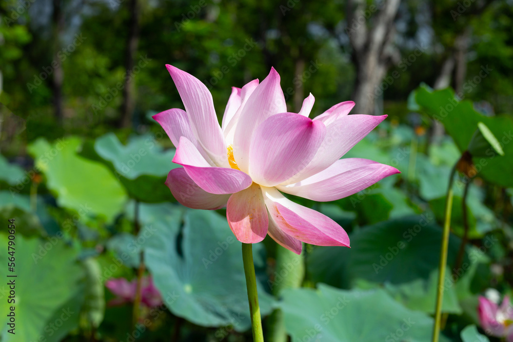 Pink lotus flower blooming in pond with green leaves