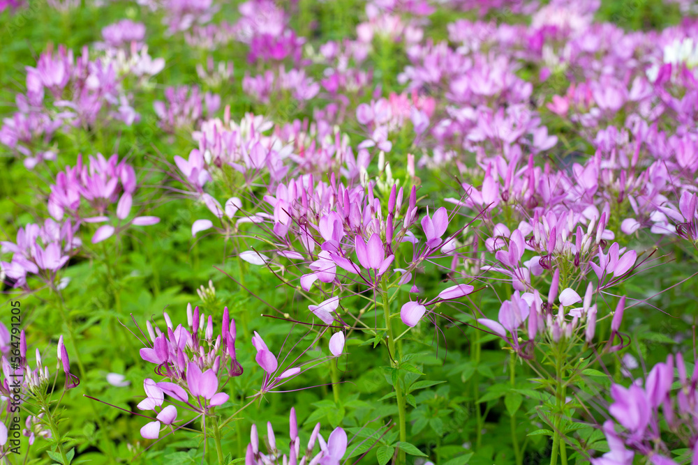 Cleome spinosa in the park Cleome spinosa in the park