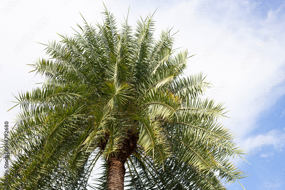 Date palm with blue sky Date palm with blue sky