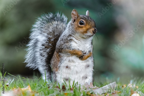 squirrel in the park © James