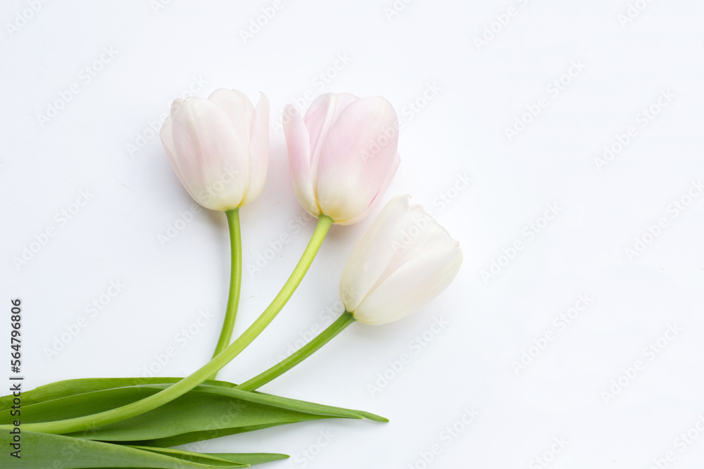 White pink tulips on white background. White pink tulips on white background.