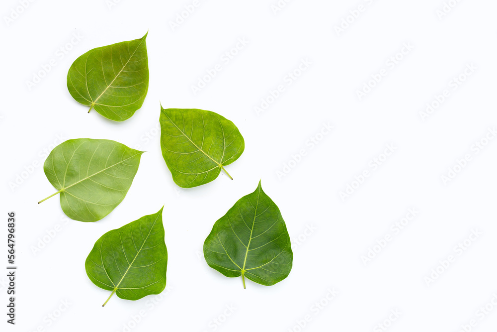 Green bodhi leaf on a white background. Green bodhi leaf on a white background.