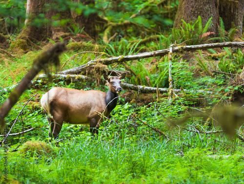 Roosevelt Elk (Cervus elaphus rooseveltii) female, Hoh Rain Forest, Olympic National Park, Washington State, USA
