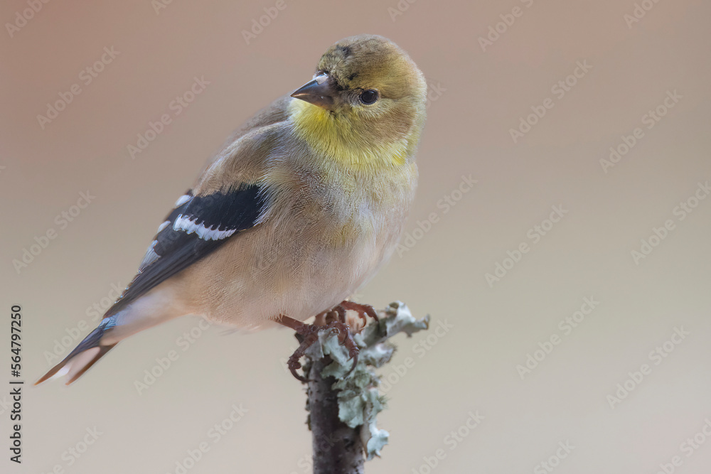 Obraz premium Gold Finch Perched