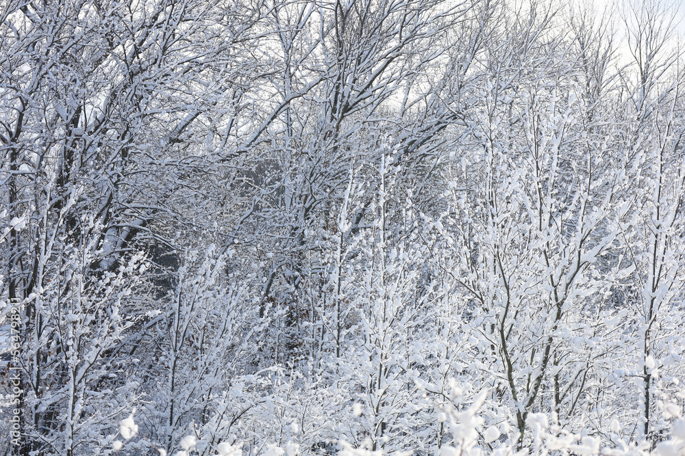 Snow covered forest under winter sky, New England, US Snow covered forest under winter sky, New England, US